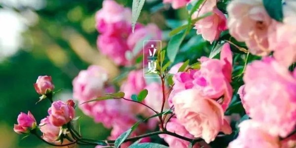 今日<i style='color:red'>立夏</i>丨春藏夏長(zhǎng)，愿你生如夏花，熱烈絢爛,一路芬芳！